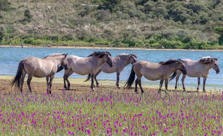 Divocí koně plemene Konik v holandském národním parku Zuid-Kennemerland