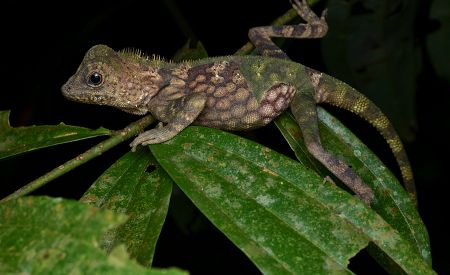 Bornejská ještěrka a noční život džungle v oblasti Danum Valley