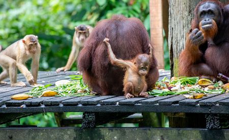 Krmení orangutanů v rehabilitačním centru v Sepiloku na Borneu v Malajsii