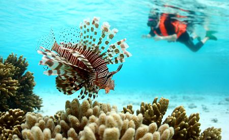 Poznávaní podmořského světa při potápění u ostrova Mataking v Malajsii