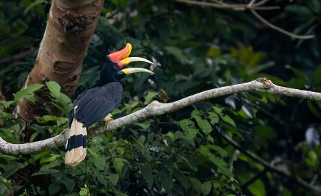 Zoborožec – exotický pták typický pro Borneo v Malajsii