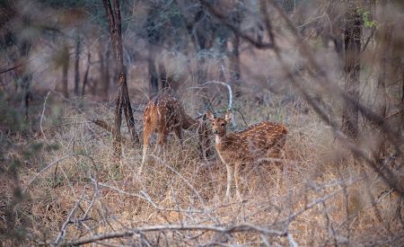 Pozorování zvěře v národním parku Ranthambore v severní Indii