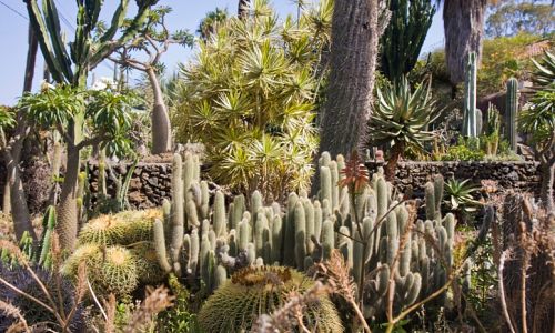 Kaktusová zahrada na La Palma