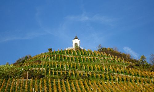 Rozsáhlé vinice nad městem