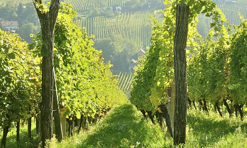 Slovinská vína nejsou sice známá, ale jsou znamenitá