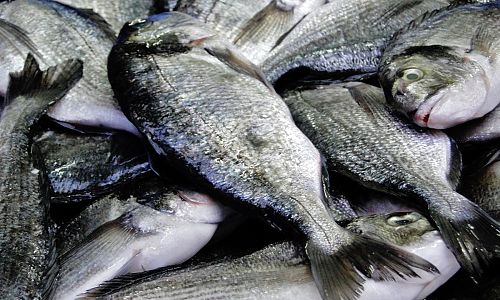 Čerstvé ryby jsou v Akku samozřejmostí