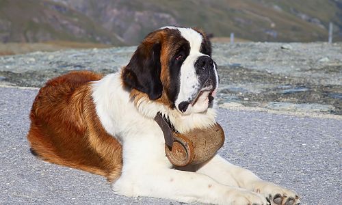 Psi jsou nejspíše výsledkem křížení mastiffa, dogy nebo novofunlandského psa