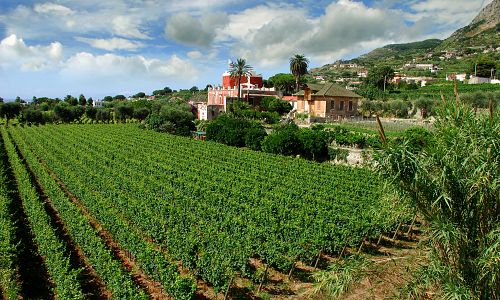 Vinice na ostrově Ischia