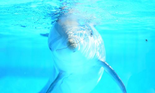V Marinelandu na vás čeká show s delfíny