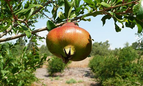 Typické galilejské ovoce - granátové jablíčko