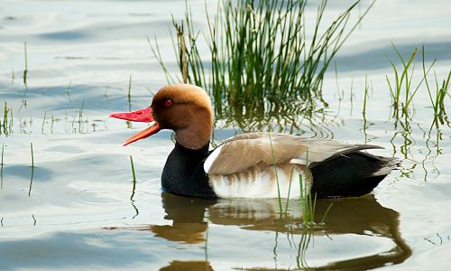 Neziderské jezero je ideálním místem k pozorování ptactva