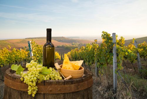 Kouzlo hledání lanýžů a toskánská vína + ŠIKMÁ VĚŽ V PISE + FLORENCIE 