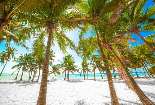 Relax na plážích Martiniku a Guadeloupe + PERLY FRANCOUZSKÝCH ANTIL + KREOLSKÁ KUCHYNĚ 