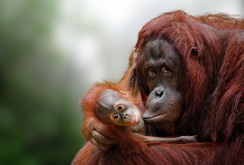 To nejlepší z Bornea + PŘÍRODNÍ REZERVACE ORANGUTANŮ + OSTROV MANTANANI 