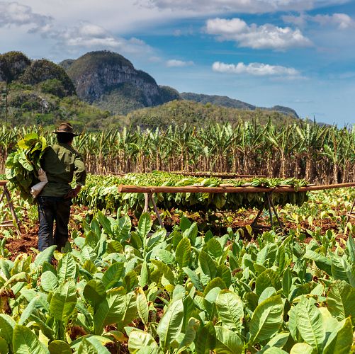Cestování po tabákových plantážích