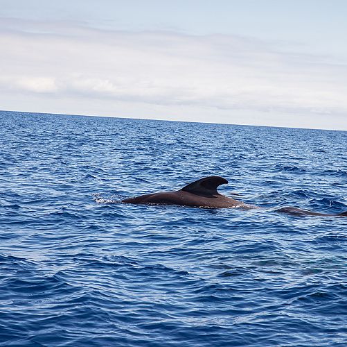 Pozorování velryb