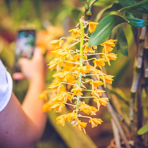 Návštěva zahrady orchidejí