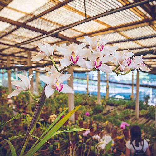 Návštěva zahrady orchidejí