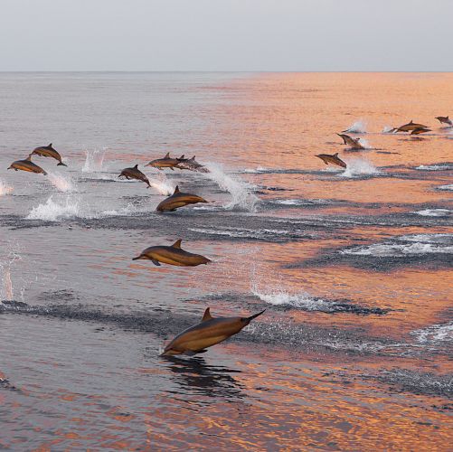 Plavba při západu slunce s pozorováním delfínů