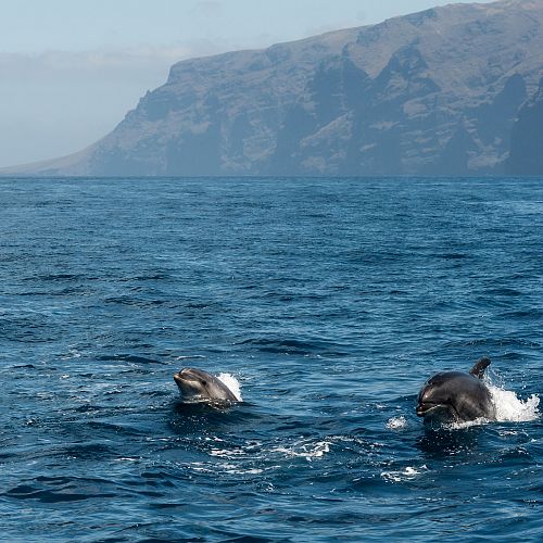Trek u oceánu a dostaveníčko s velrybami