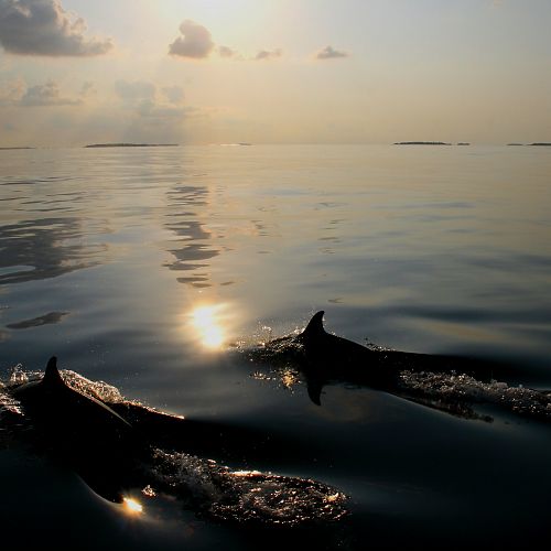 Plavba při západu slunce s pozorováním delfínů