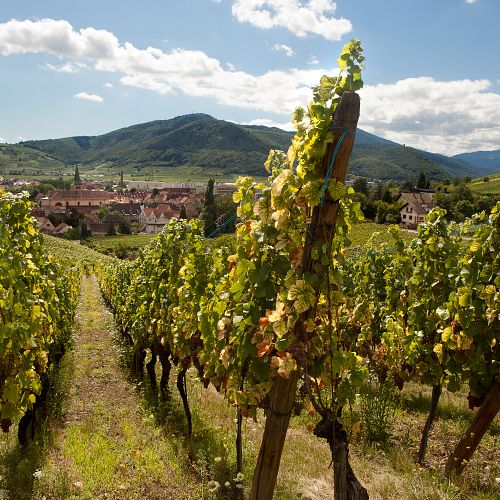 Okoštování alsaské vinné stezky o vinobraní