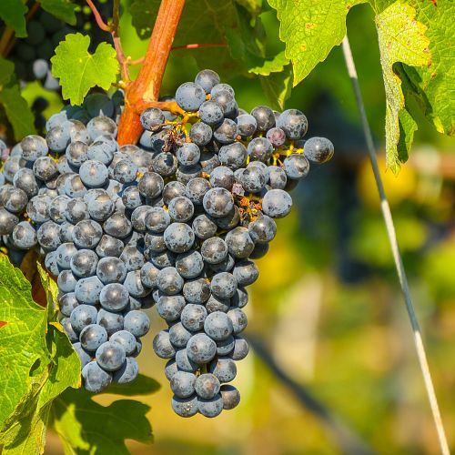 Ochutnávka rumunského vína ve sklepeních