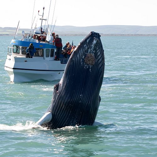 Pozorování velryb zblízka