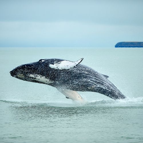 Pozorování velryb zblízka