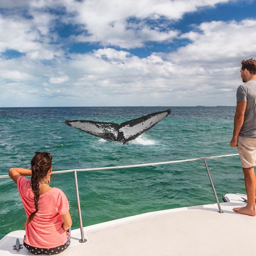 Pozorování velryb v zálivu Samaná