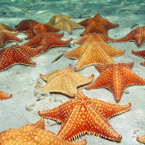 Pozorování mořských hvězdic