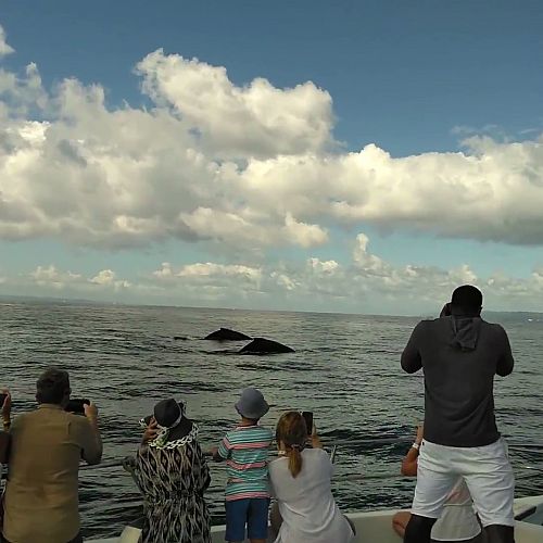 Pozorování velryb v zálivu Samaná