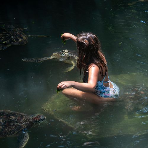 Plavání se želvami