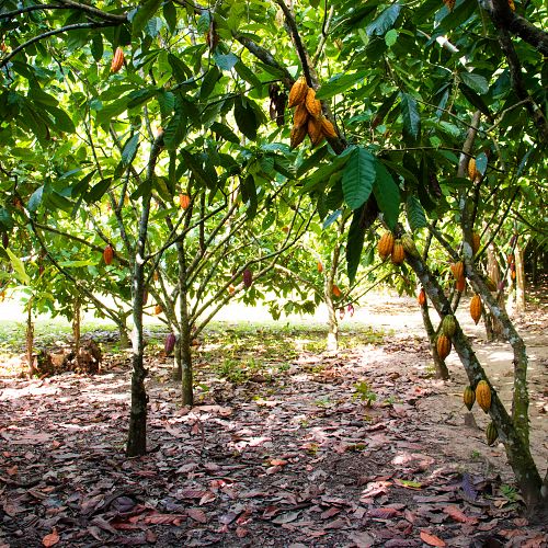 Návštěva farmy na pěstování kakaa