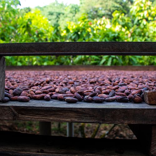 Návštěva farmy na pěstování kakaa