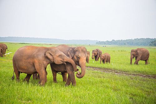 Sloni v národním parku Minneriya