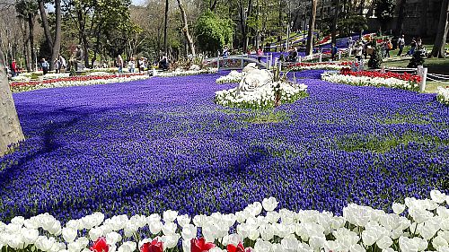 Vítání jara a květinové koberce můžete vidět napříč Istanbulem během jarních měsíců