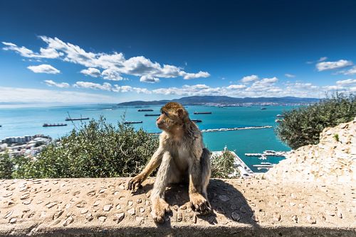 Jediná populace divokých opic na evropském kontinentu v přírodní rezervaci Gibraltar