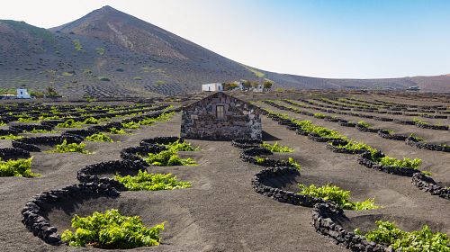 Víno se na Kanárských ostrovech pěstuje netradičně, na sopečné půdě.