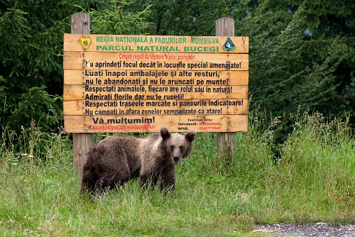 Rumunský medvěd u cedule označující přírodní park Bucegi