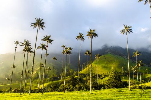 Údolí Cocora v Kolumbii