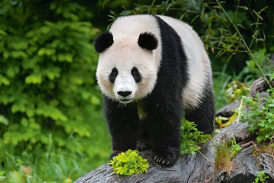 Cestovali jsme s manželem do Rakouska, v ZOO Schönbrunn, tam jsem poprvé viděla na vlastní oči pandu. Byla nádherná. Vždycky jsem je chtěla vidět, ale možností bylo málo. Teď hodně cestujeme jak po Čechách tak i v zahraničí. Cestování vám ukáže, že i možnosti vzdálené se mohou splnit. 