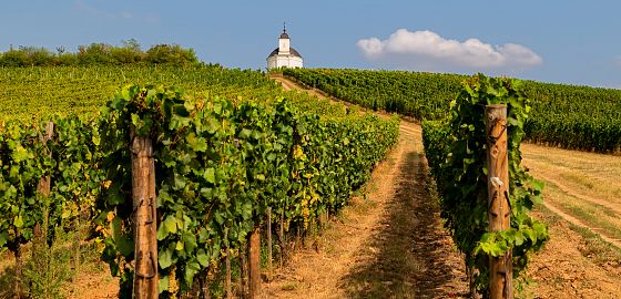 NOVINKA: Poznejte království vín Tokaj a objevte půvab Budapešti s průvodcem