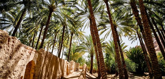 NOVINKA: Palmová oáza, hlubiny Rudého moře, pouštní království i arabský svět. Poznávejte Jordánsko a Saúdskou Arábii na vlastní kůži!