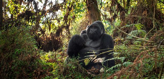 NOVINKA: Uganda – tváří v tvář gorilám i sobě samým. Poznávejte (jiný) svět, poznávejte sebe!