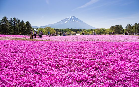 Květinový festival u hory Fudži: oblíbená událost roku místních i cestovatelů z celého světa. Přidáte se?