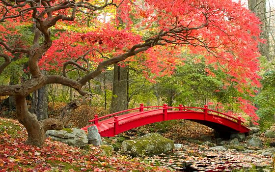 Japonské zahrady: oázy klidu a meditace, které musíte navštívit