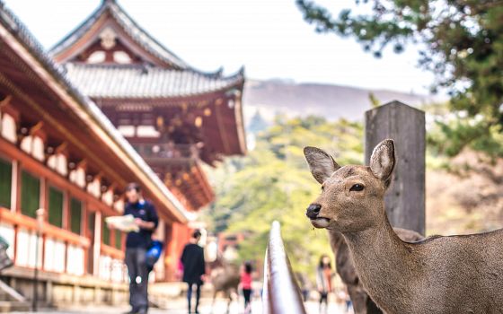 Nara: období vlády žen a roztomilí jelínci