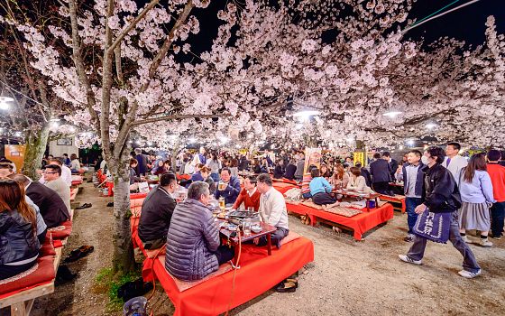 Hanami: unikátní festival rozkvětu sakur, národního stromu Japonska. Proč na něm nechybět?