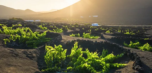 NOVINKA: Lanzarote – jóga u oceánu a víno ze sopečného popela